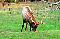 Picture Title - Elk Of Years Past