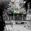 Picture Title - The tricolours