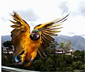 Picture Title - yellow parrot 