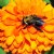 Zinnia and bumble bee