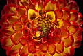 Picture Title - inner glow dahlia 