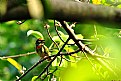 Picture Title - Coppersmith barbet