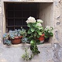 Picture Title - flower window