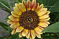 Picture Title - Sunflower