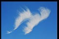 Picture Title - dove on an angel wing...