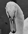Picture Title - Wet swan
