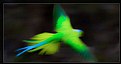 Picture Title - Flying Parakeet