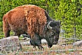 Picture Title - America Bison in Yellowstone