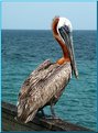 Picture Title - Pelican