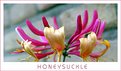 Picture Title - honeysuckle