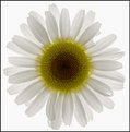 Picture Title - Daisy