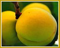 Picture Title - Fruit Picking