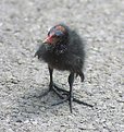 Picture Title - Little Big Feet  (Baby Moorhen)