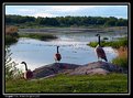 Picture Title - Geese