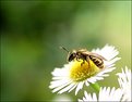Picture Title - A  Bee