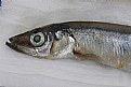 Picture Title - Capelin