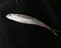 Picture Title - Redside Shiner