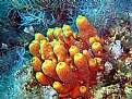 Picture Title - yellow sponges