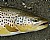 German Brown Trout