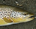 Picture Title - German Brown Trout