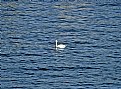 Picture Title - Distant Swan