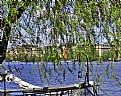 Picture Title - Sailboat & Tree