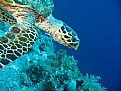 Picture Title - turtle