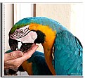 Picture Title - parrot at my window