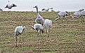 Picture Title - Gray Cranes. Early in the morning.