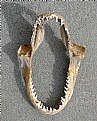 Picture Title - Shark Jaw