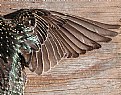 Picture Title - Starling Wing