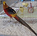 Picture Title - Golden Pheasant