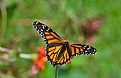 Picture Title - monarch part open