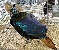 Picture Title - Imperial Pheasant