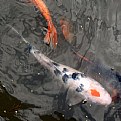 Picture Title - koi