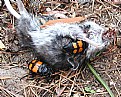 Picture Title - Nicrophorus Beetle