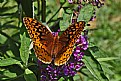 Picture Title - fritillaria