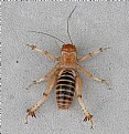 Picture Title - Jerusalem Cricket