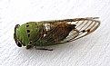 Picture Title - Green Cicada