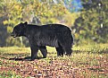 Picture Title - Great Smoky Mountains