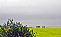 Picture Title - Trees & Canola