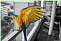 Picture Title - parrot