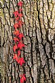 Picture Title - red vine