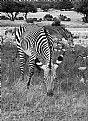 Picture Title - Zebras