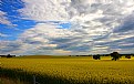 Picture Title - Fields Of Yellow