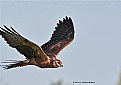 Picture Title - Montagu's Harrier, Young bird.