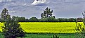 Picture Title - Trees, Light & Canola