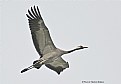 Gray Crane in flight. 