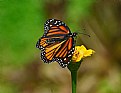 Picture Title -  monarch side 