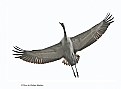 Gray Crane in flight. 